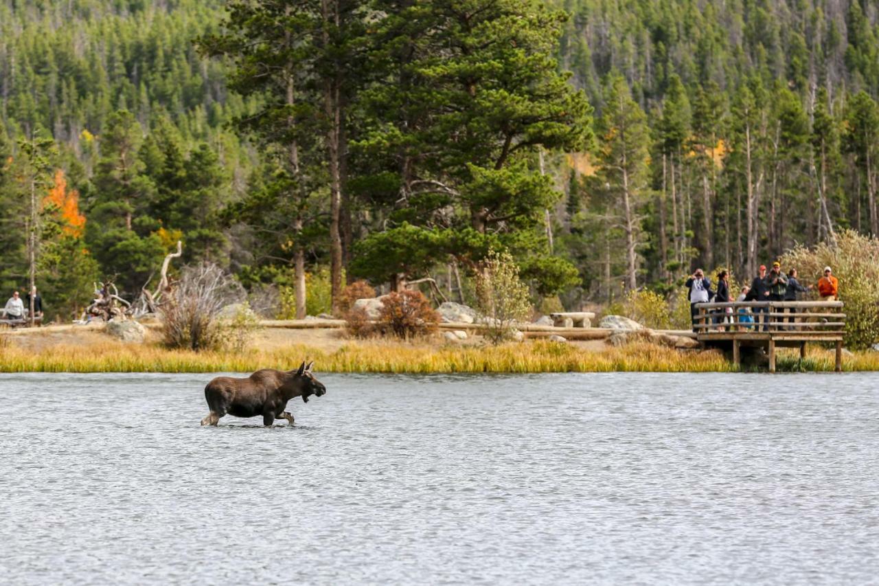 Quiet In The Pines - Permit #3120 Lägenhet Estes Park Exteriör bild